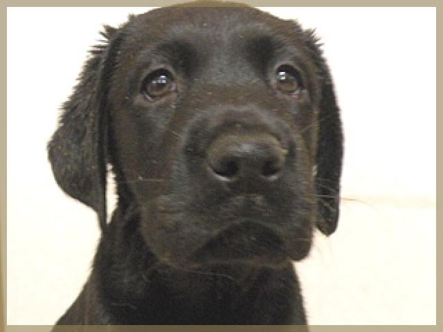 ラブラドールレトリーバー