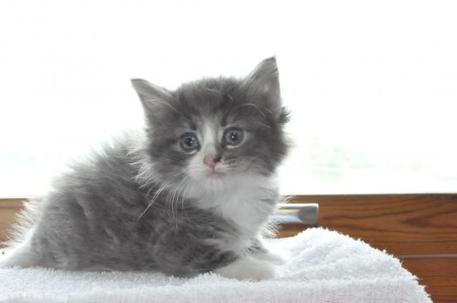 ノルウェージャンフォレストキャット