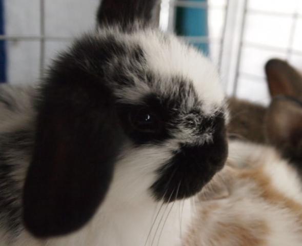 ホーランドロップ