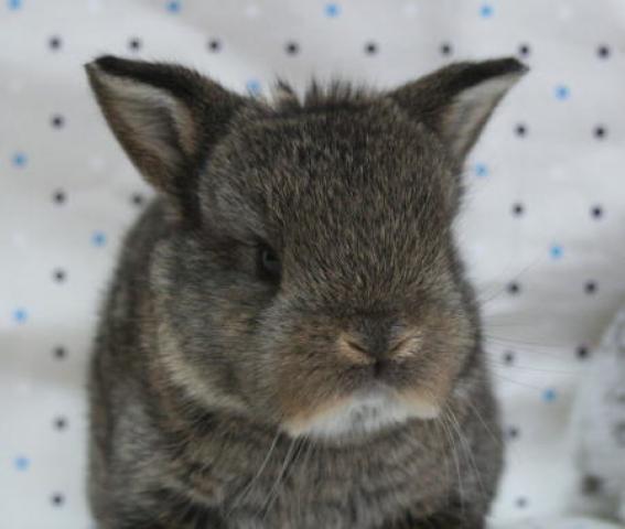 ホーランドロップ