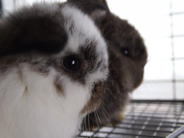 ホーランドロップ