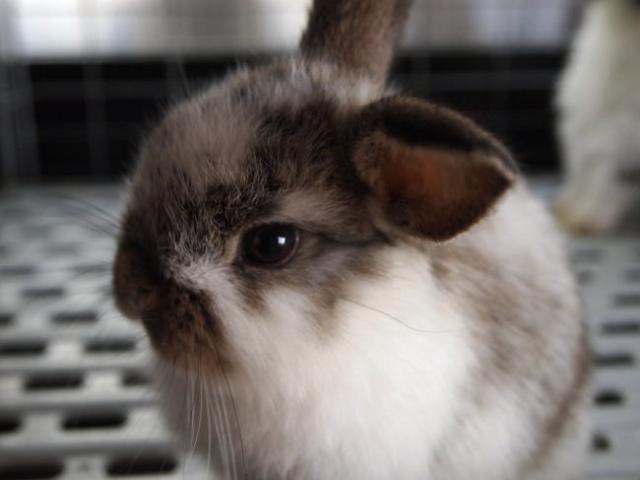 ホーランドロップ