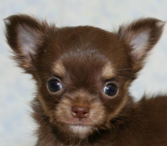 チワワ(ロングコート)