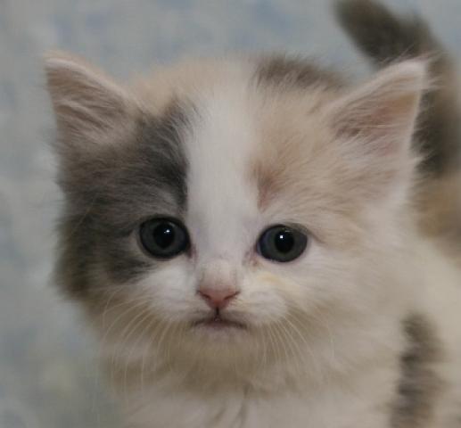 スコティッシュフォールド