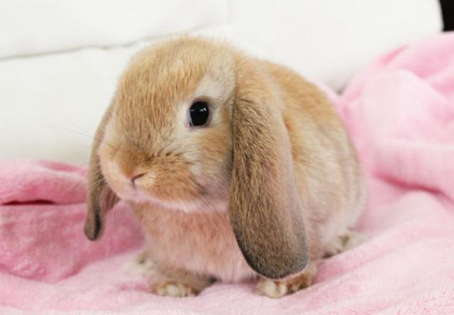 ホーランドロップイヤー