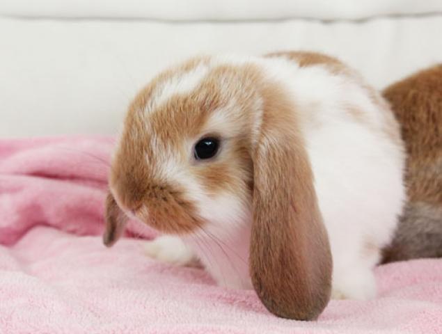 ホーランドロップイヤー