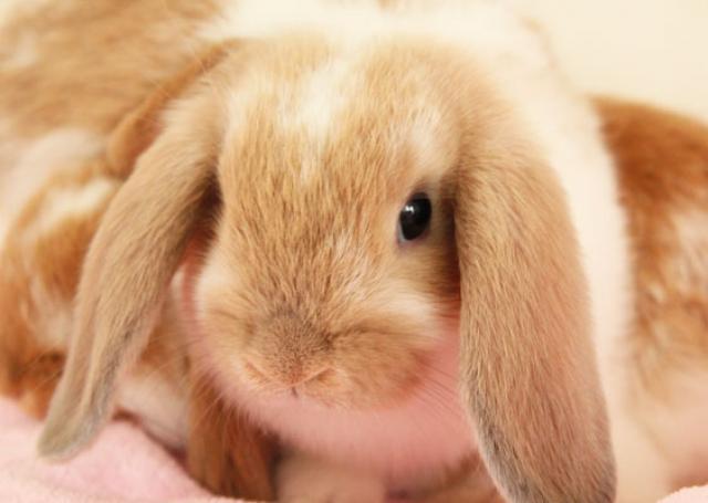 ホーランドロップイヤー