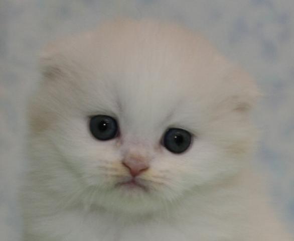 スコティッシュフォールド