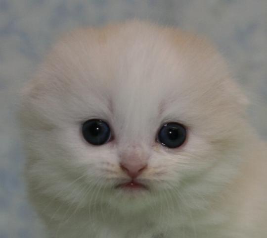 スコティッシュフォールド