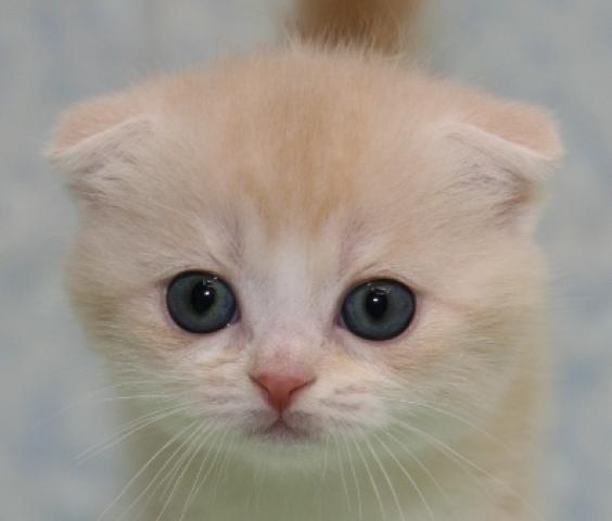 スコティッシュフォールド