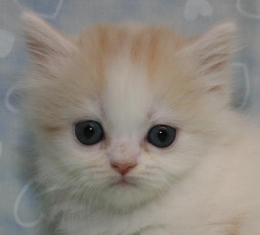 スコティッシュフォールド