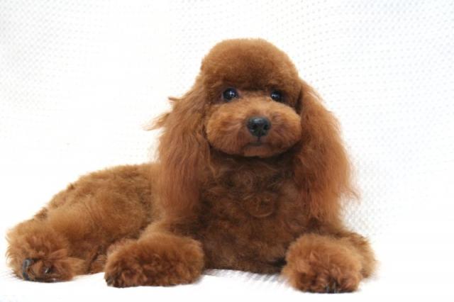 トイプードル