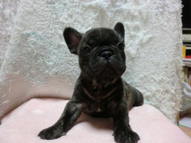 フレンチブルドッグ