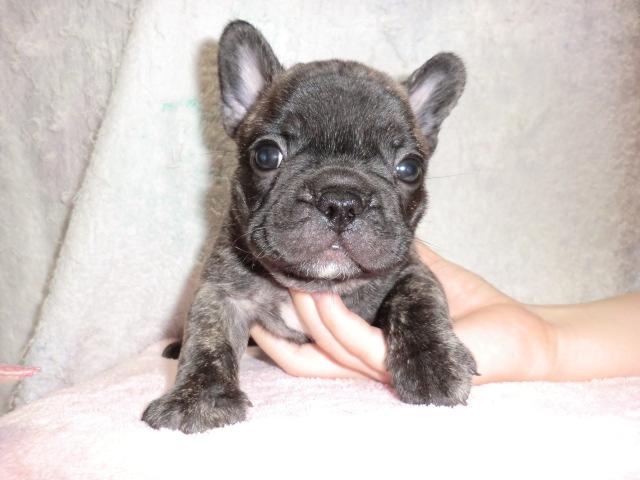 フレンチブルドッグ