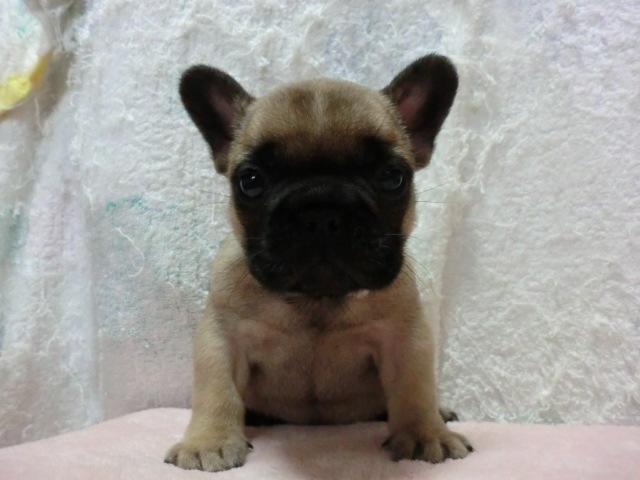 フレンチブルドッグ