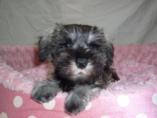 ミニチュアシュナウザー