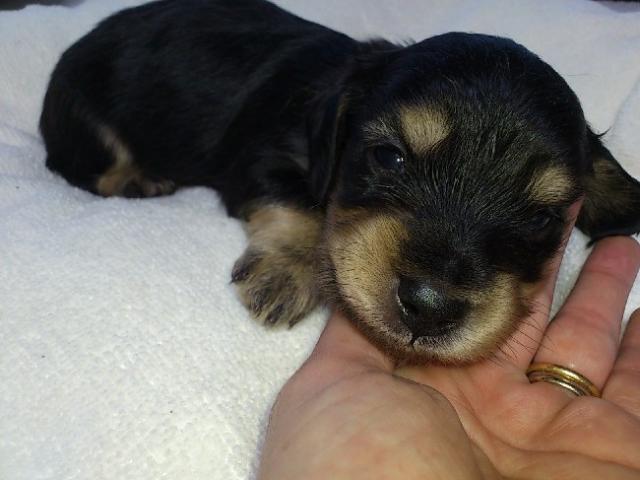 ミニチュアダックスフンド