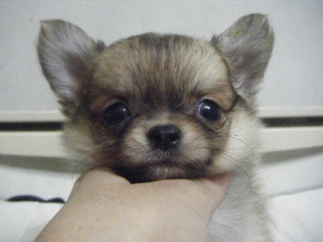 チワワ(ロングコート)