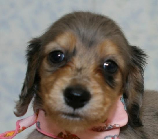 ミニチュアダックスフンド