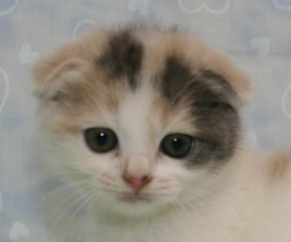 スコティッシュフォールド