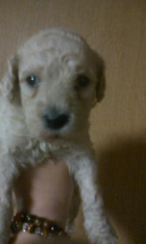 スタンダードプードル