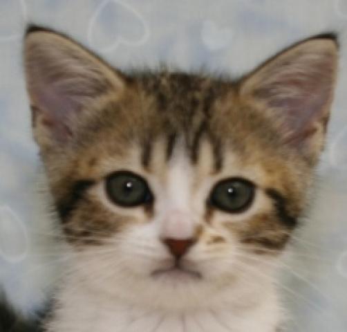 アメリカンショートヘアー