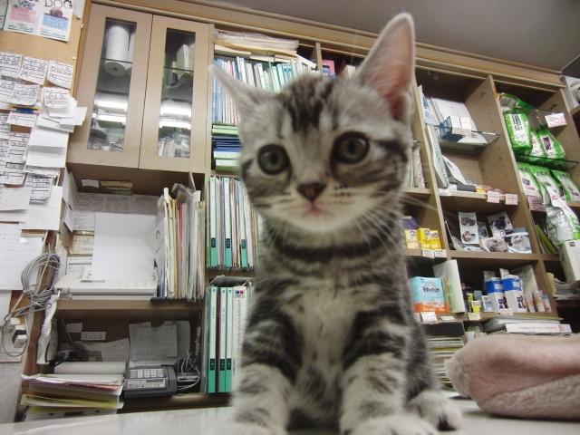 アメリカンショートヘアー