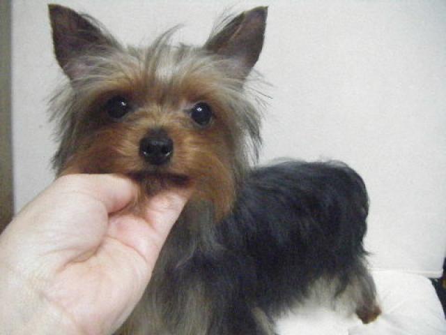 ヨークシャーテリア