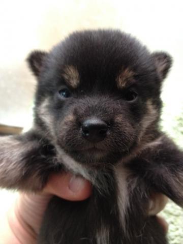 柴犬