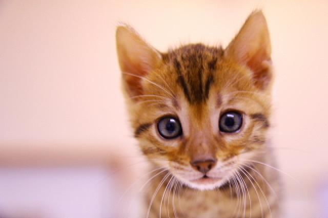 ベンガルブラウン・スポテッド・タビー