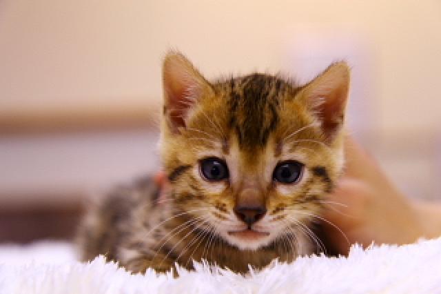 ベンガルブラウン・スポテッド・タビー