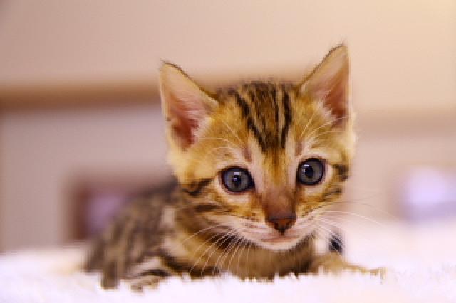 ベンガルブラウン・スポテッド・タビー