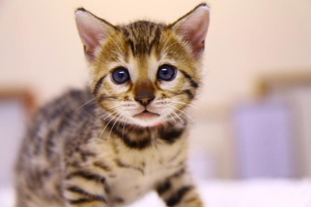 ベンガルブラウン・スポテッド・タビー