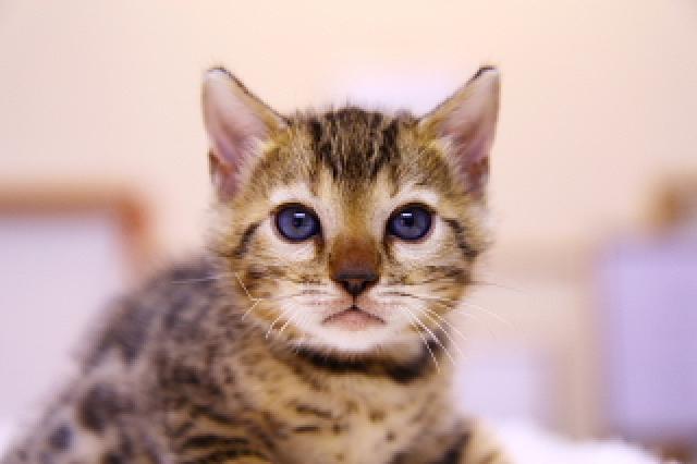 ベンガルブラウン・スポテッド・タビー