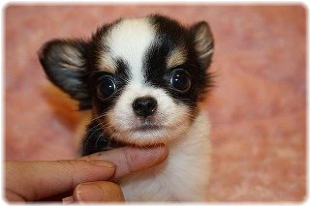 チワワ（ロングコート）