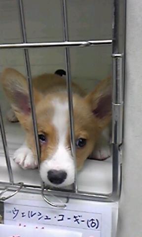 ウェルシュコーギーペンブローク