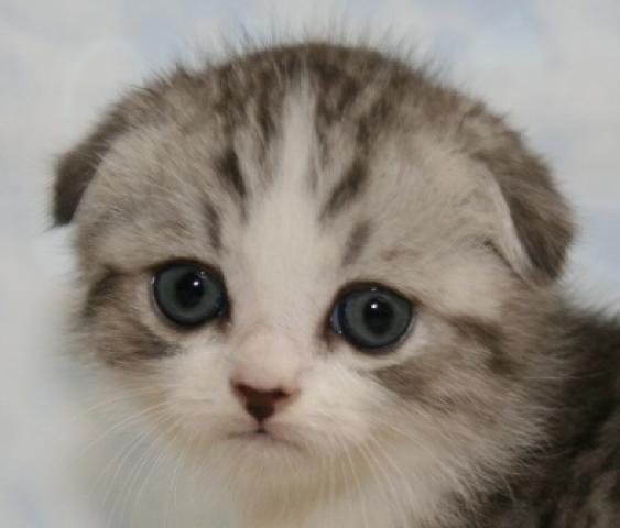 スコティッシュフォールド