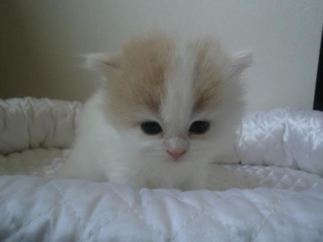 スコティッシュフォールド