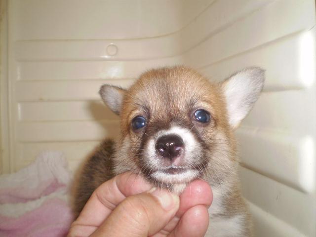 ウェルシュコーギーペンブローク