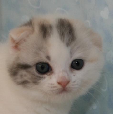 スコティッシュフォールド