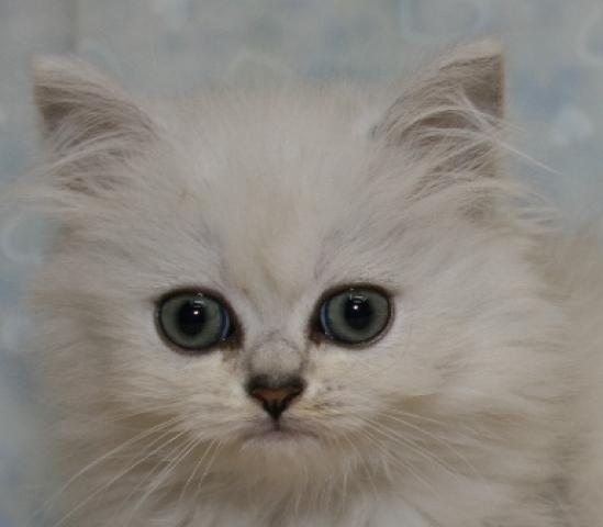 ペルシャ・ヒマラヤン