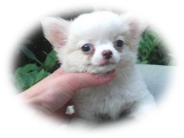 チワワ(ロングコート)