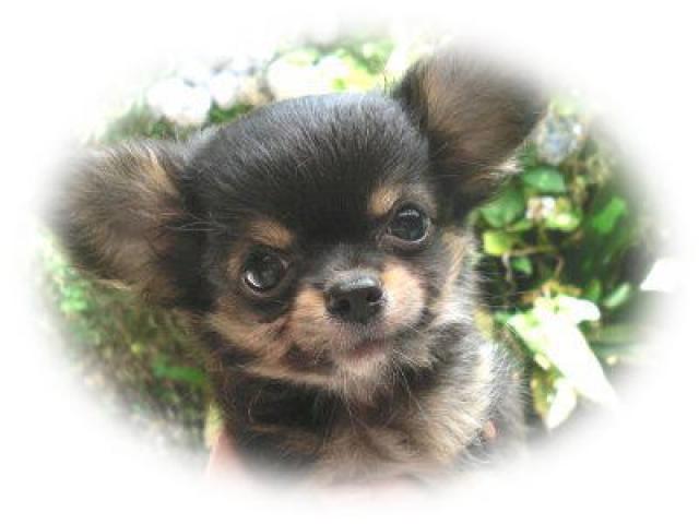 チワワ（ロングコート）