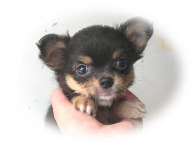 チワワ(ロングコート)