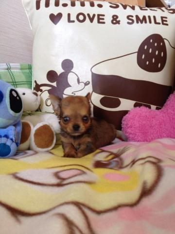 チワワ(ロングコート)