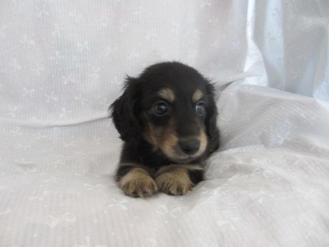 ミニチュアダックスフンド