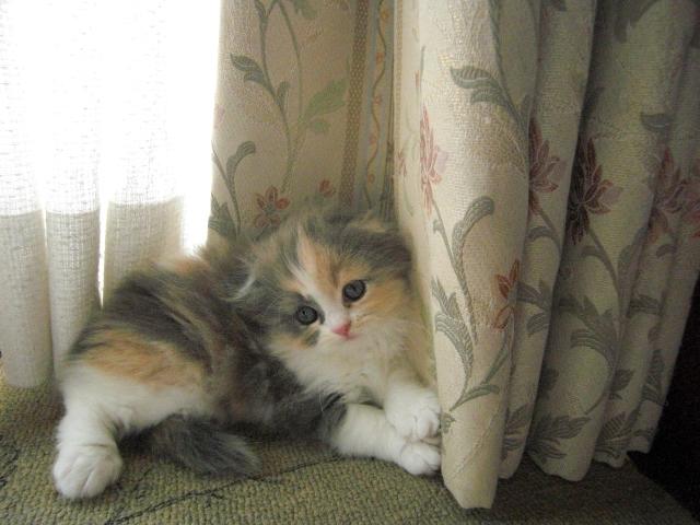 スコティッシュフォールド