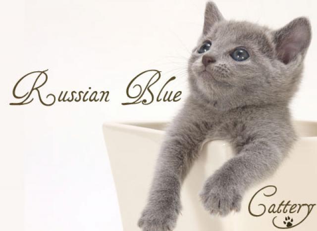 ロシアンブルー