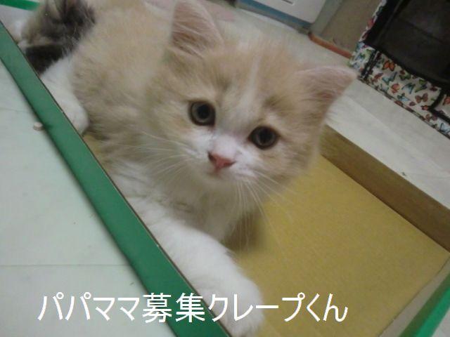 スコティッシュフォールド