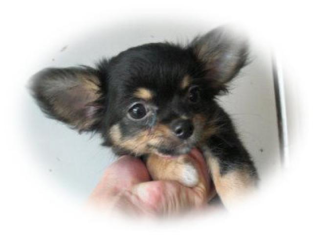 チワワ（ロングコート）